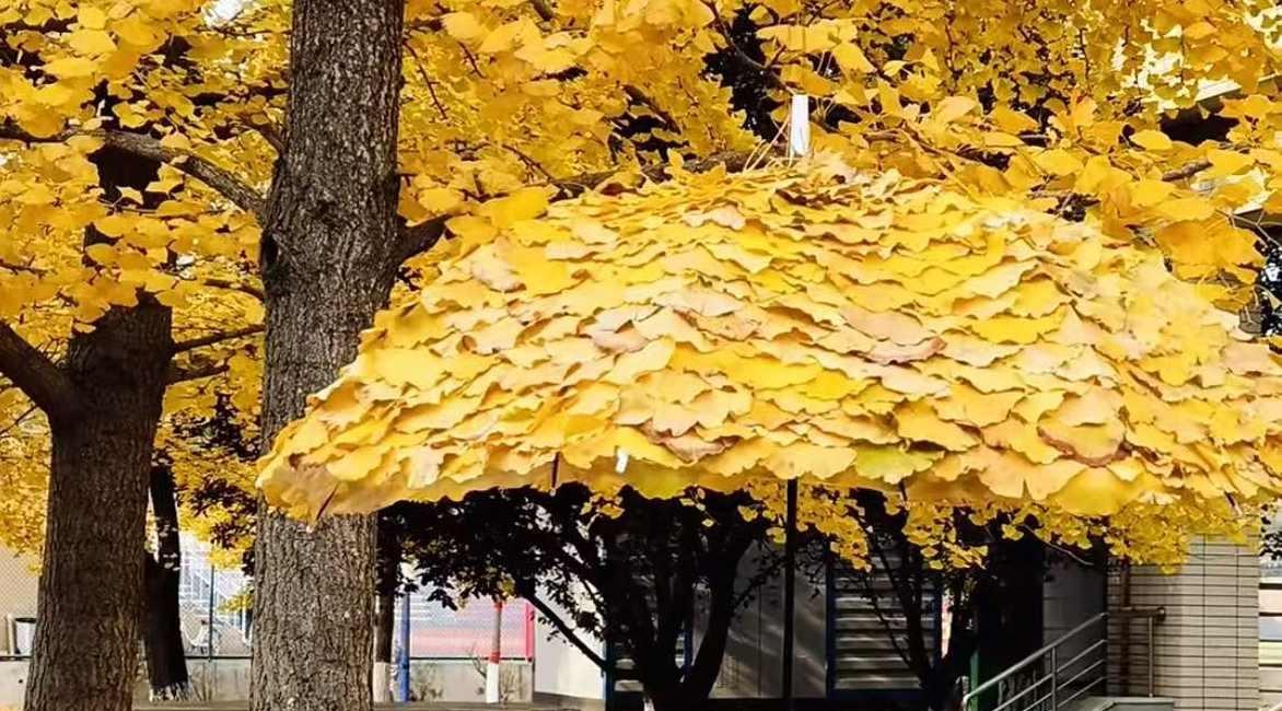 “銀杏傘”藏著生活詩，平凡的浪漫最動人